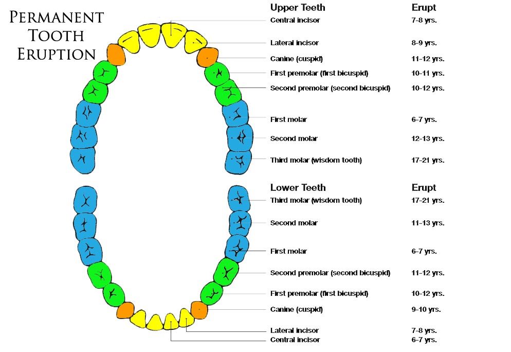 Permanent Tooth Calcification Chart