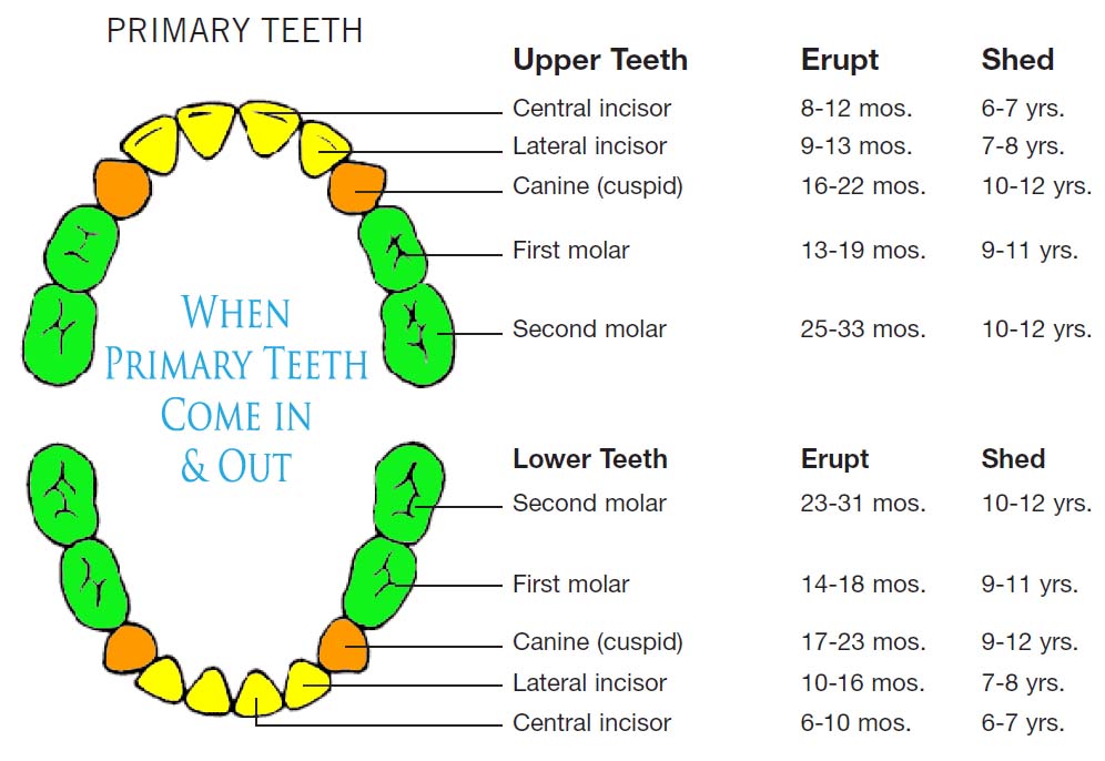 babies teeth chart