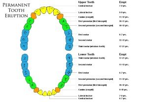 Premanent Teeth Schedule