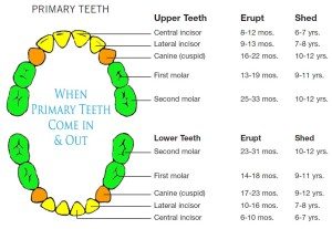 Baby Teeth Order