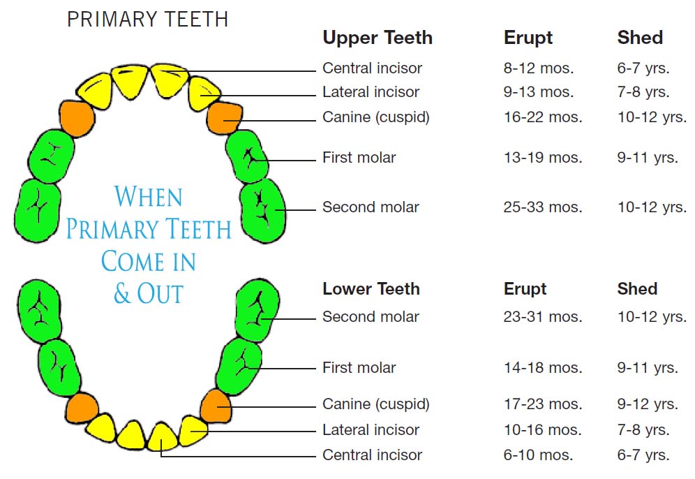 Eruption Chart Permanent Teeth