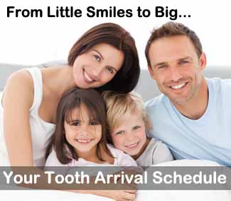 Tooth Arrival Schedule