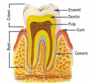 Tooth Crown and Root